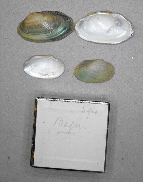 specimen