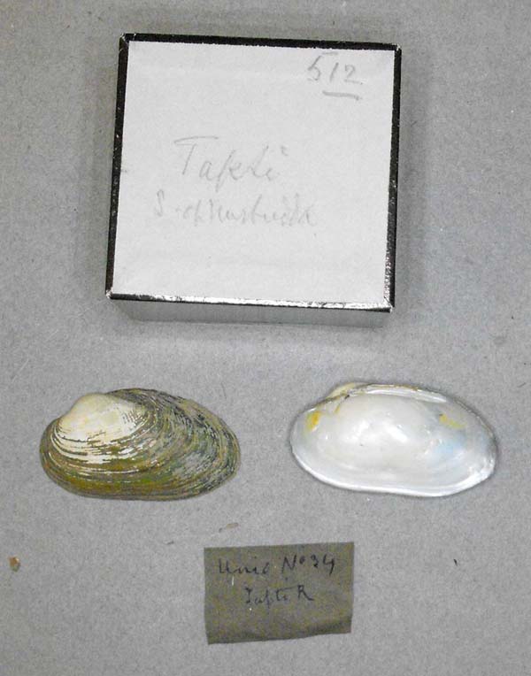 specimen