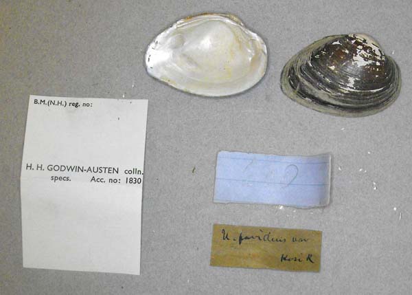 specimen