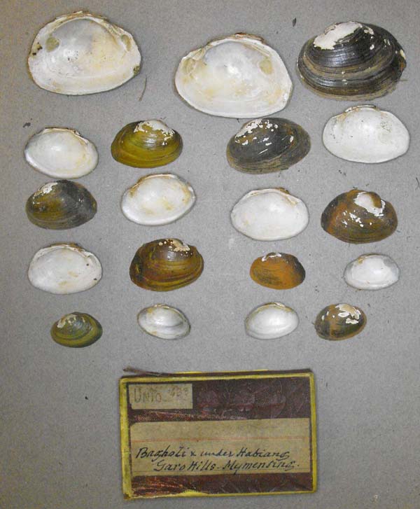 specimen