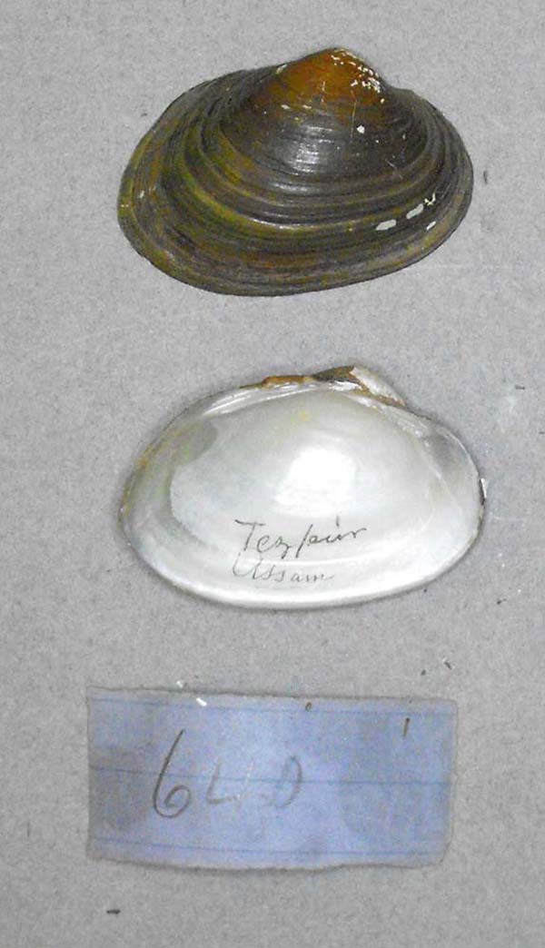 specimen