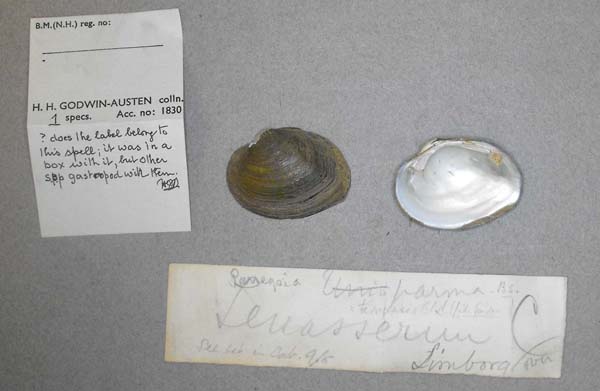 specimen