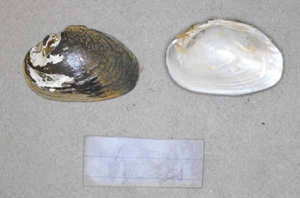 specimen
