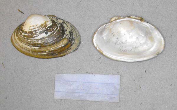 specimen