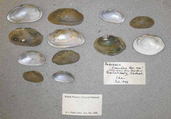 specimen