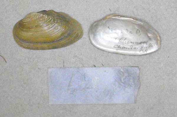 specimen