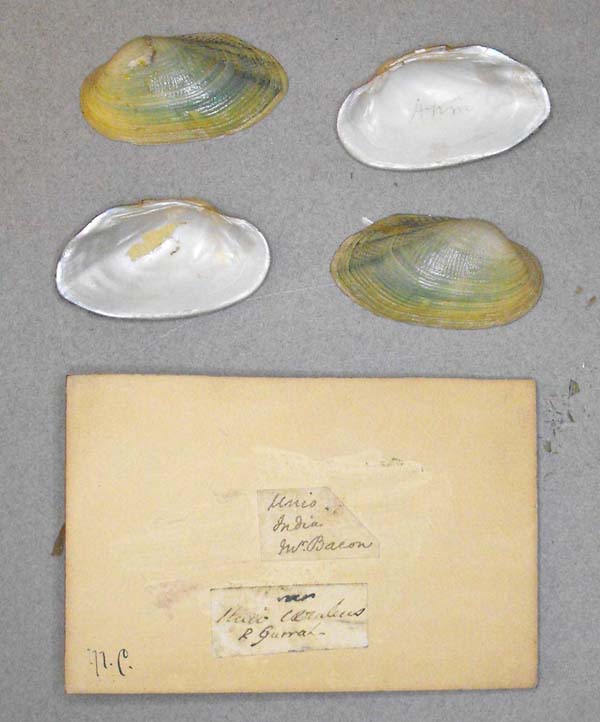 specimen