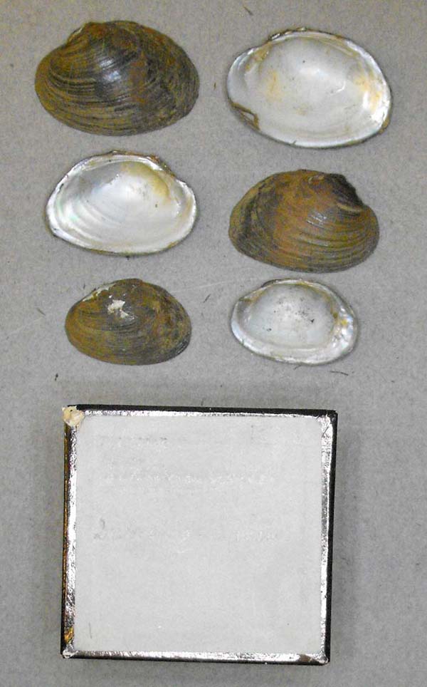 specimen