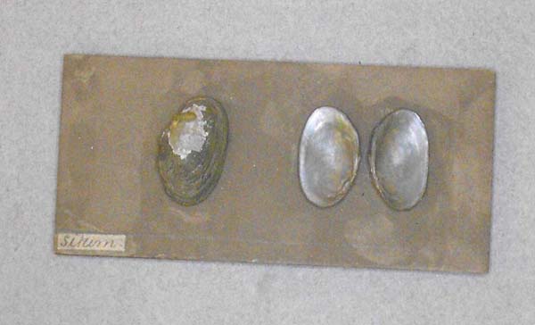 specimen