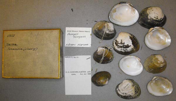 specimen