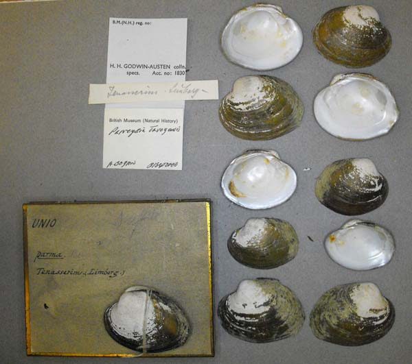 specimen