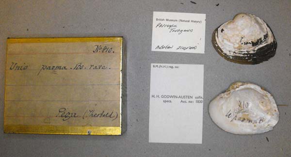 specimen