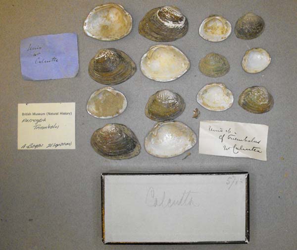 specimen