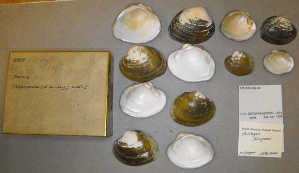 specimen