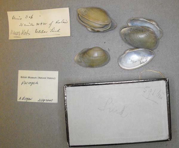 specimen
