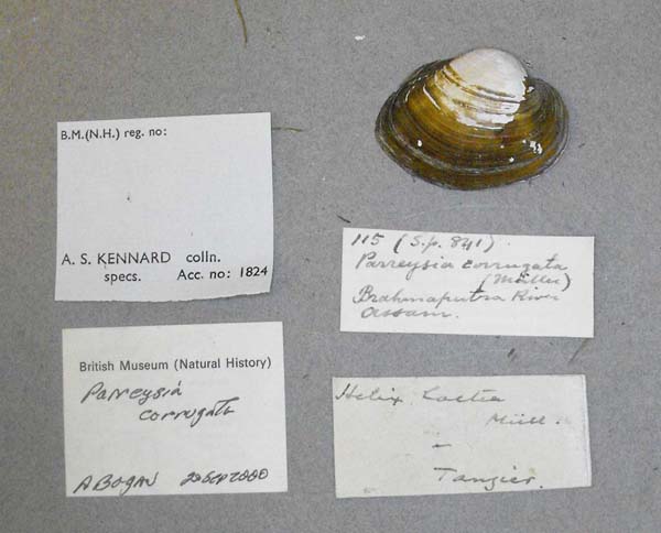specimen