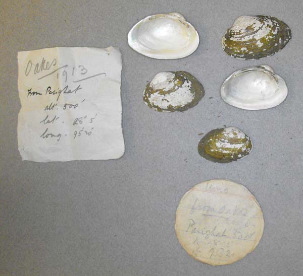 specimen