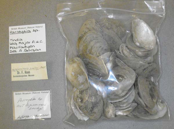 specimen