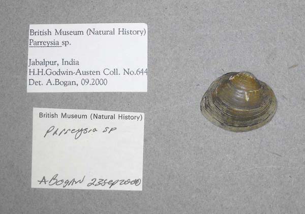 specimen