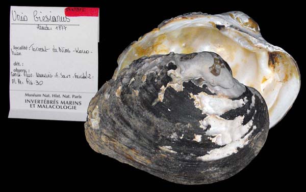 specimen
