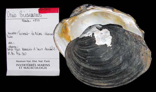 specimen