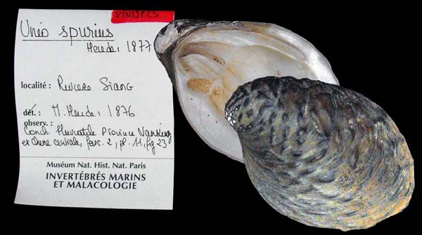 specimen