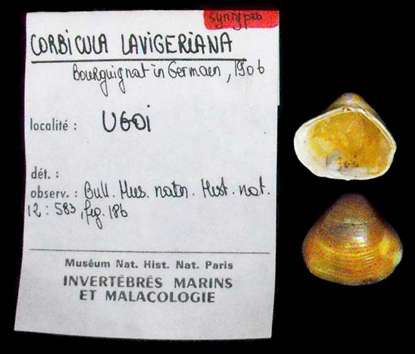 specimen
