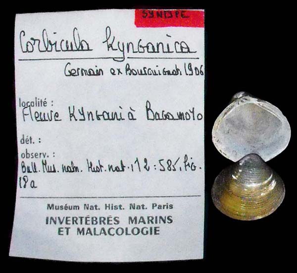 specimen