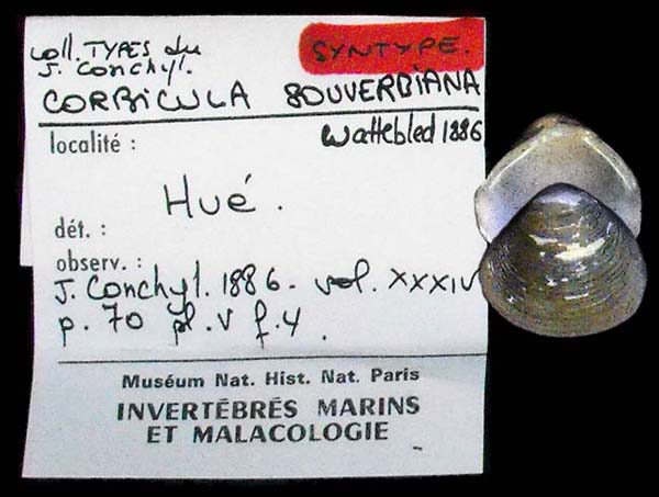 specimen