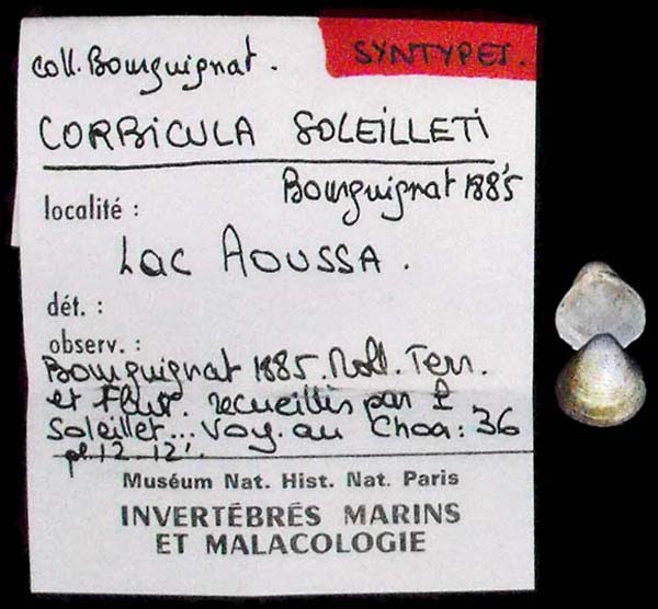 specimen