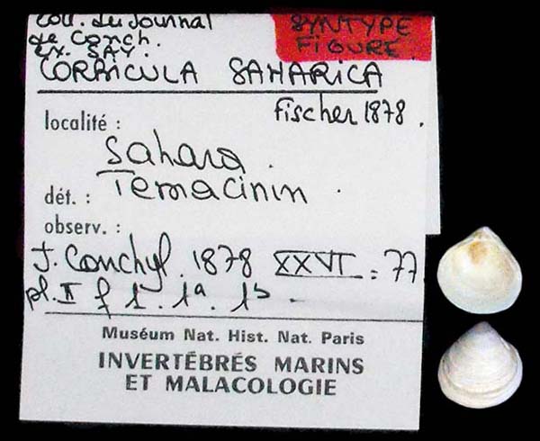 specimen