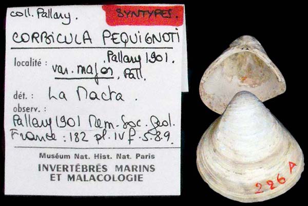 specimen