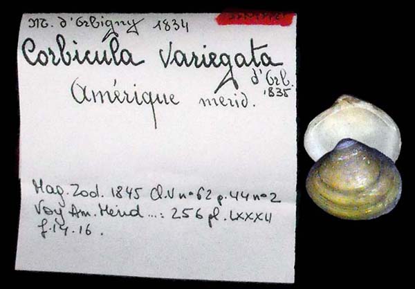 specimen