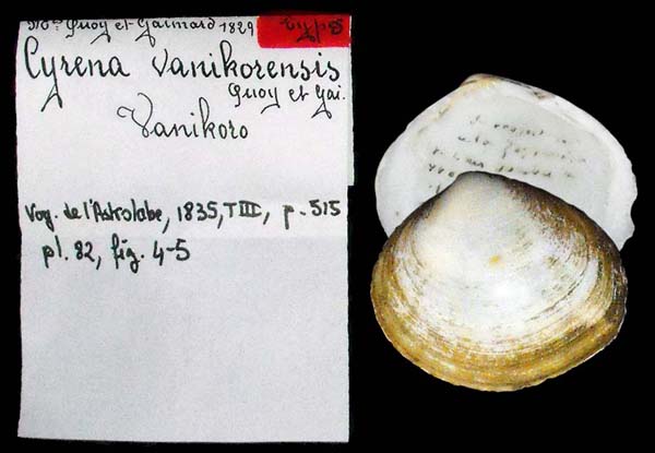 specimen