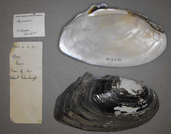 specimen