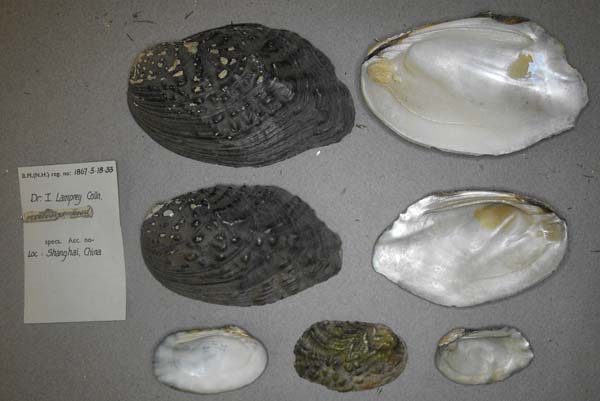 specimen