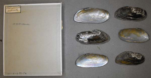 specimen