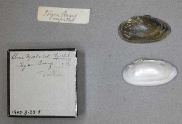 specimen