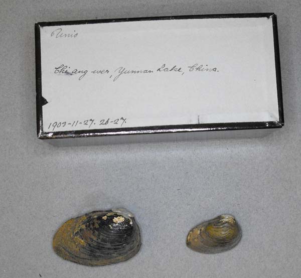 specimen