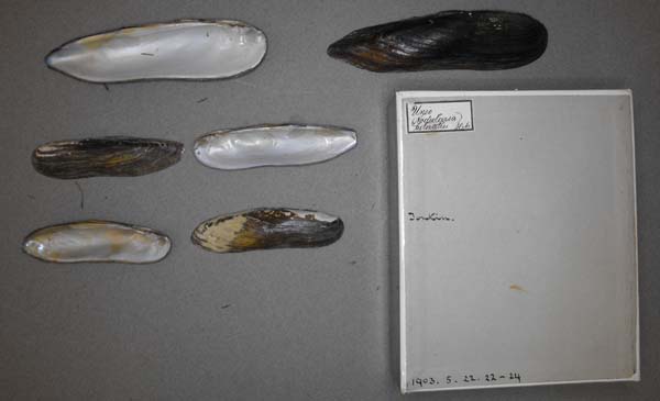 specimen