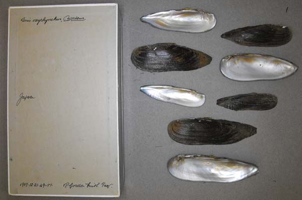 specimen