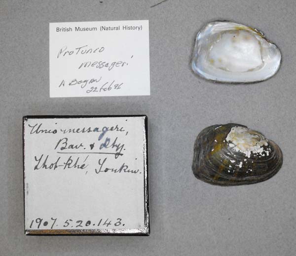 specimen