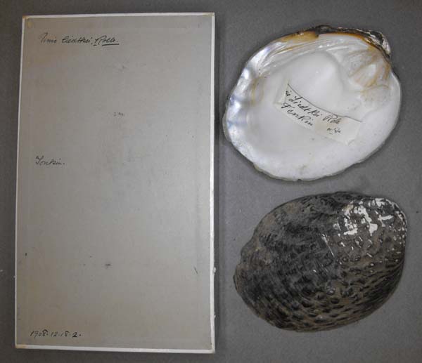 specimen