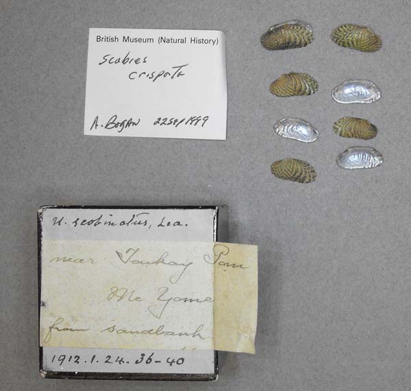 specimen