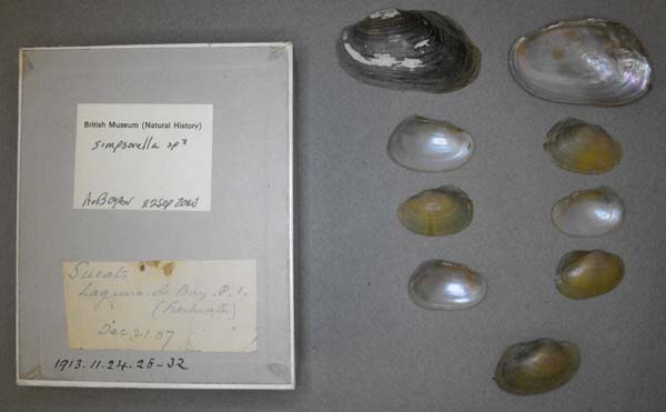 specimen