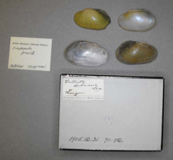 specimen