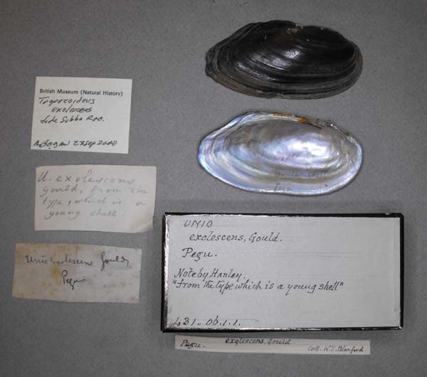 specimen