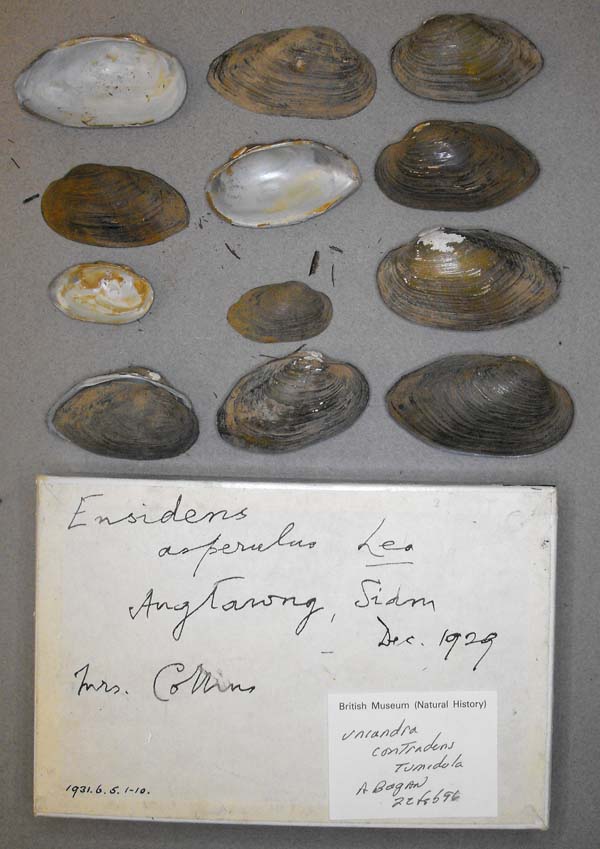 specimen
