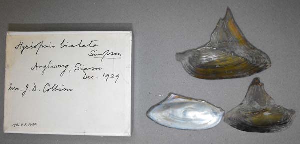 specimen