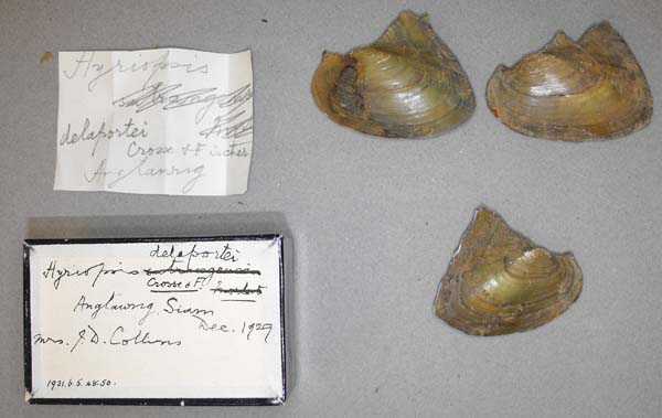 specimen